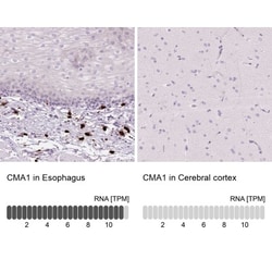 Chymase/CMA1/Mast Cell Chymase Antibody, Novus Biologicals 25 &mu;L, Unlabeled:Antibodies,